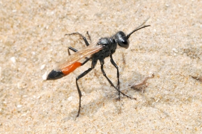 ruige aardrupsendoder (Podalonia hirsuta) 8-2008 2295